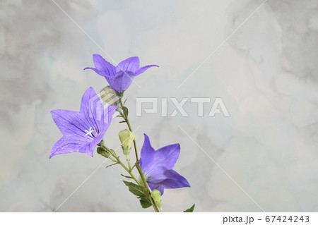 秋の七草　桔梗 67424243