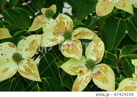 ヤマボウシ　ミルキーウェイ　02 67424256