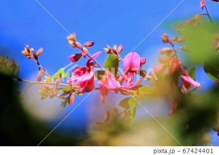 青空と仙台萩 67424401