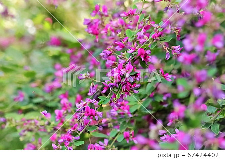 可憐に咲く仙台萩の写真素材