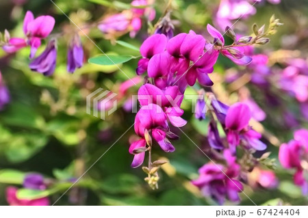 可憐に咲く仙台萩 67424404
