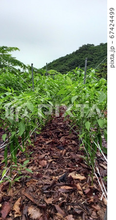 緑 緑色 農業 67424499