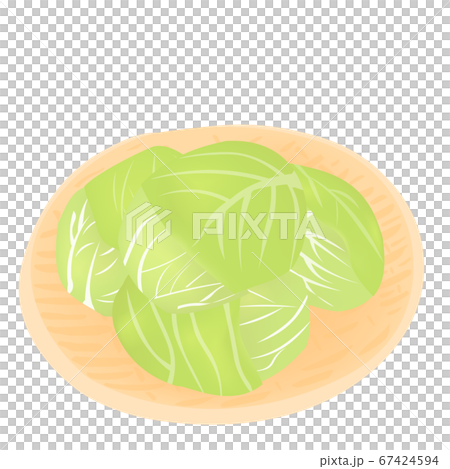 Harvesting cabbage (vector illustration of sweet potato) 67424594