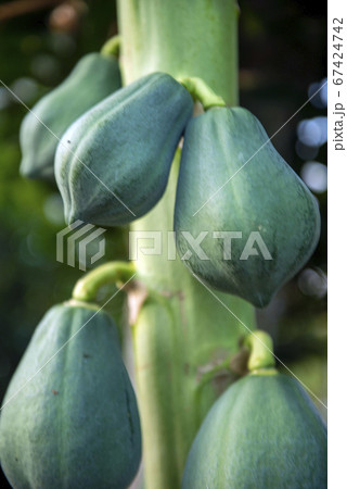 パパイアの果実の成る木 67424742