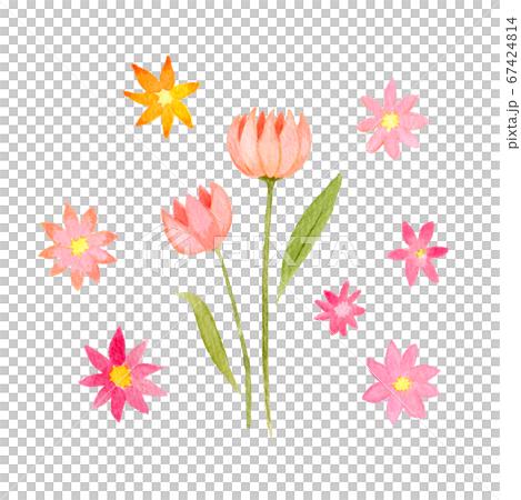 粉色的花的水彩插圖 67424814