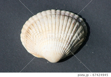 Seashell Seashell 67424945