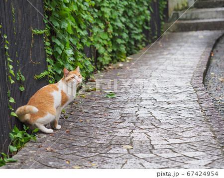 路地にいる茶色と白の野良猫 路地にいる茶色と白の野良猫 67424954