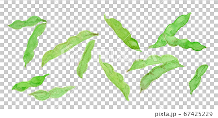 さやつき枝豆（大豆）の水彩イラスト 67425229