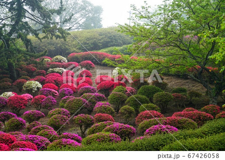 ツツジの花 67426058
