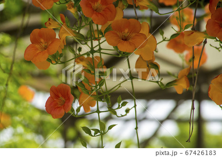 自然 風景 韓国 67426183