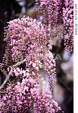 広島県世羅町の世羅ふじ園のふじ 67426186
