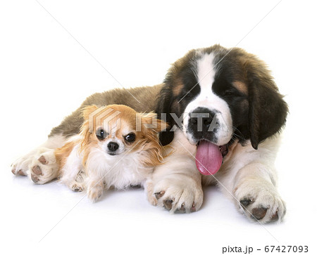 puppy saint bernard and chihuahuaの写真素材 [67427093] - PIXTA