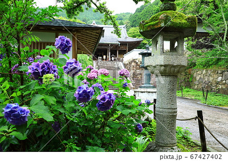 善峯寺　観音堂(本堂)と紫陽花 67427402