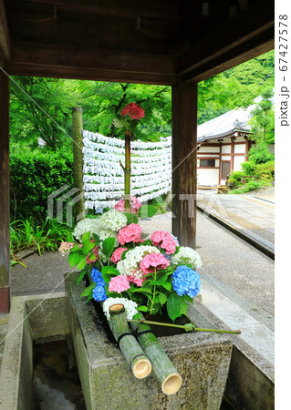 善峯寺　紫陽花の花 67427578