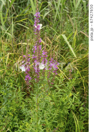 風景 自然 韓国 67427650