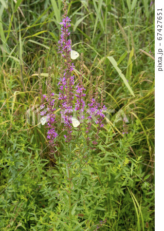 風景 自然 韓国 67427651