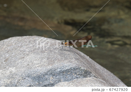 ミヤマカワトンボ 67427920