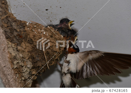 ツバメの子育て ツバメの子育て 67428165