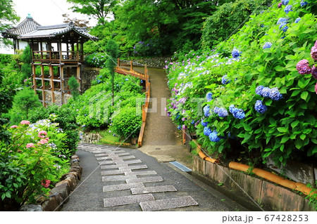 善峯寺　白山・櫻あじさい苑 67428253