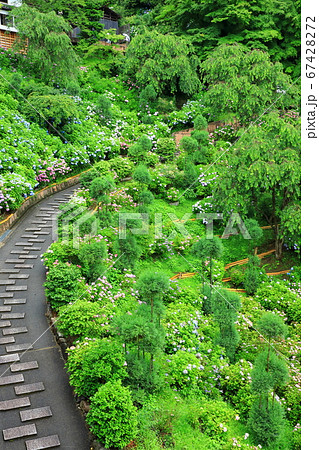 善峯寺 白山・櫻あじさい苑 善峯寺 白山・櫻あじさい苑 67428272