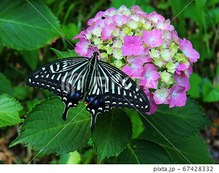 紫陽花と蝶の写真素材 [67428332] - PIXTA