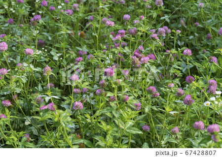 植物 春 緑 67428807