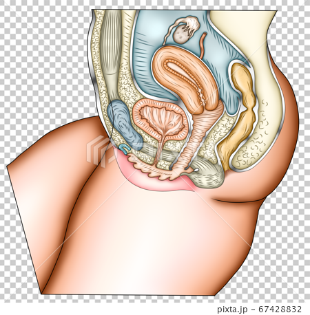 Female genital groin area structure illustration - Stock Illustration  [71035293] - PIXTA