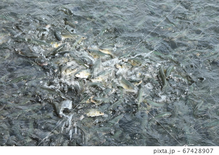 田沢湖のうぐい 67428907