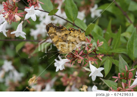 風景 自然 韓国 67429633