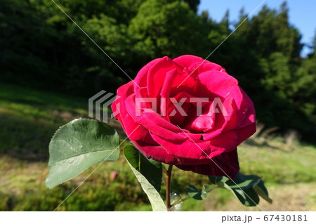 バラ　薔薇　ばら 67430181
