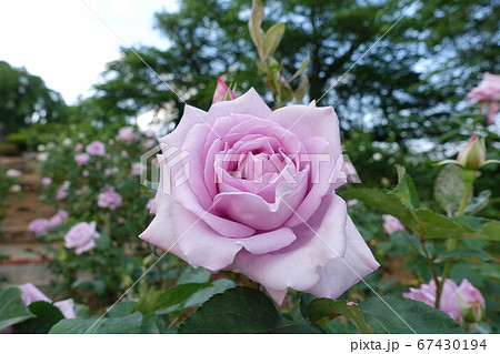 バラ 薔薇 ばら バラ 薔薇 ばら 67430194