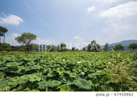 風景 楊平郡 夏 67430662