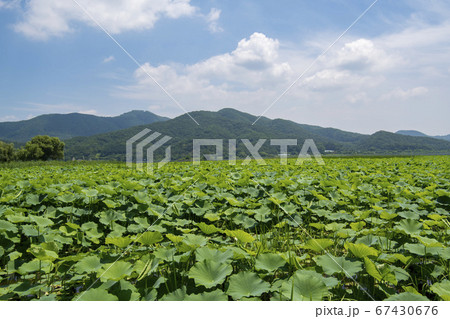 風景 自然 韓国 67430676