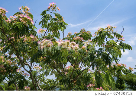 風景 自然 韓国 67430718