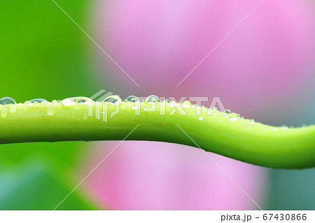 蓮の茎を伝う雨のしずく 蓮の茎に集まる雨の真珠 蓮の茎を伝う雨のしずく 蓮の茎に集まる雨の真珠 67430866