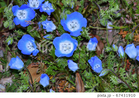 沢山のネモフィラの青い花が咲く草地のネモフィラの花を撮影した写真 67431910