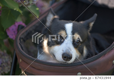 アジサイの咲く通りをドッグカートに乗って可愛い笑を振りまく黒コーギー犬 67431944