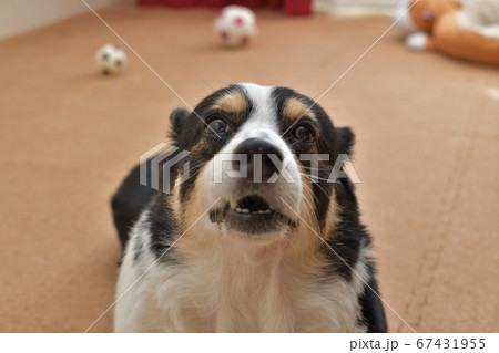 サッカーボールが転がるコルクマットを敷いた屋内で耳を後ろに倒して甘える黒いコーギー犬の写真素材