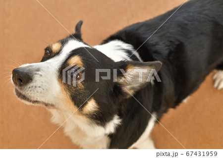 足に優しいコルクマットを敷いた室内で飼い主を見つめる左向きの黒いコーギー犬の写真素材