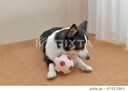足に優しいコルクマットを敷いた室内でお気に入りのサッカーボールを抱えた黒いコーギー犬 67431961