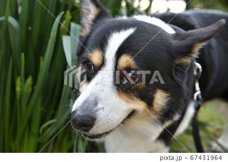 公園を散歩中 草に体をスリスリしている黒いコーギー犬の写真素材