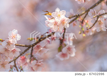 咲き始めた桜 67432096