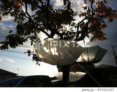 雨上がりの後の干されてる傘 67432107