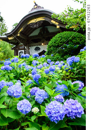 紫陽花で満ち溢れる雲昌寺 秋田県の写真素材