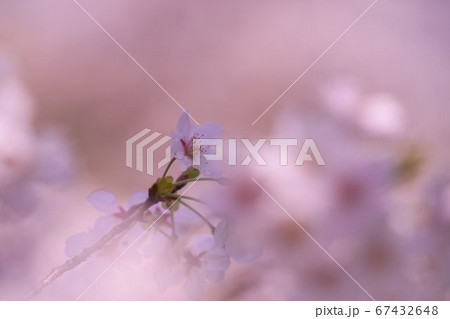 桜 桜 67432648