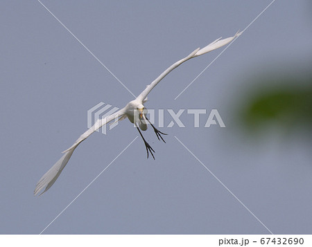 翼を広げ正面に向かって飛んでくる白い鷺鳥の写真素材