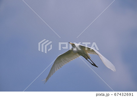 左斜上に向かって飛ぶ白い鷺鳥の写真素材