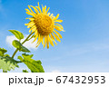 Sunflower or a yellow flower with blue sky sunny bright  day and a little cloudy sky 67432953