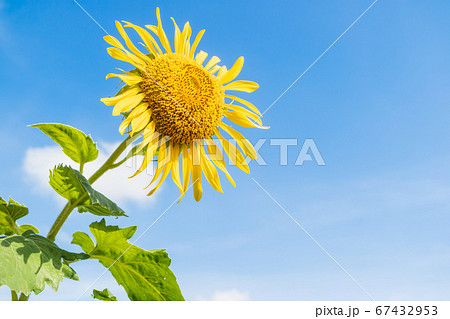 Sunflower or a yellow flower with blue sky sunny bright  day and a little cloudy sky 67432953