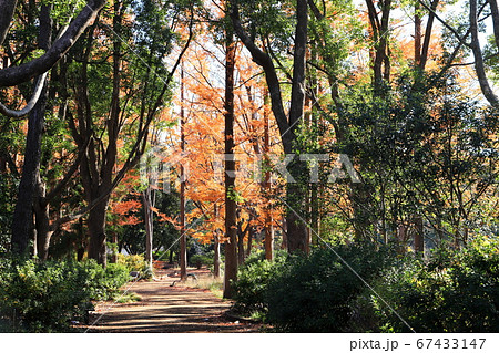 等々力緑地　ふるさとの森　秋　紅葉　神奈川県川崎市 67433147